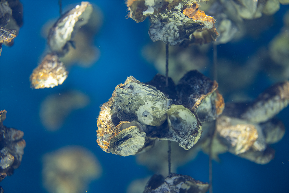 Illustratieve visual oesterreef atelier